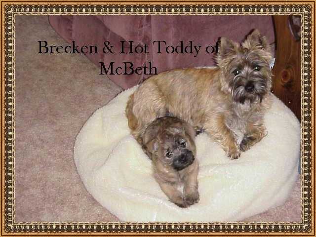 Brecken and Hot Toddy