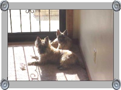 We just love laying in the sun